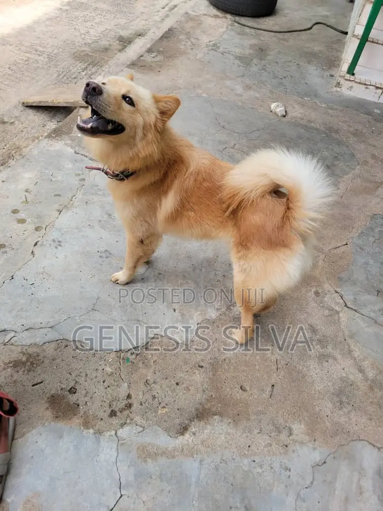 1+ year Male Purebred Chow Chow