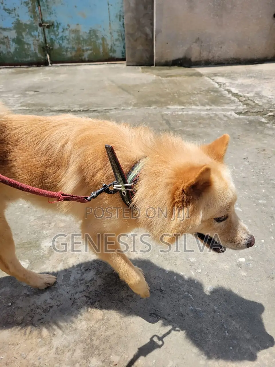 1+ year Male Purebred Chow Chow