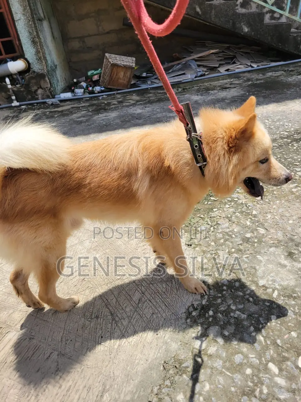 1+ year Male Purebred Chow Chow