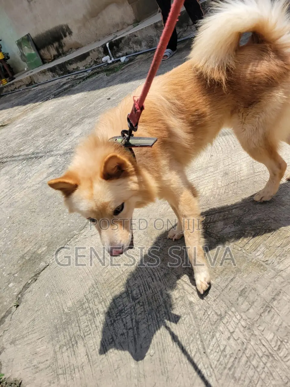 1+ year Male Purebred Chow Chow
