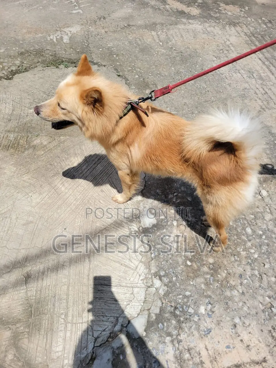 1+ year Male Purebred Chow Chow