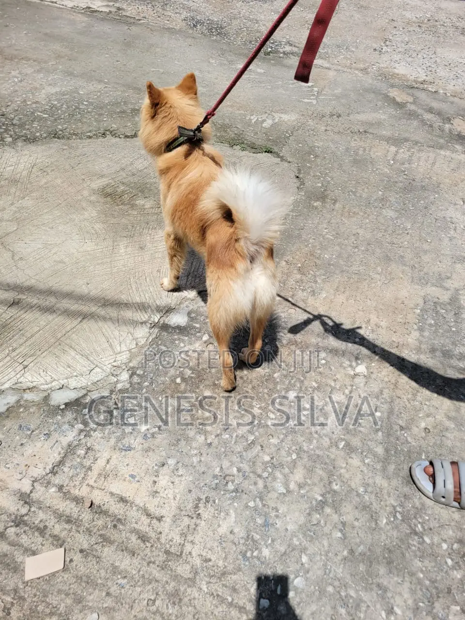 1+ year Male Purebred Chow Chow