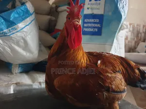 Live And Dressed Broiler