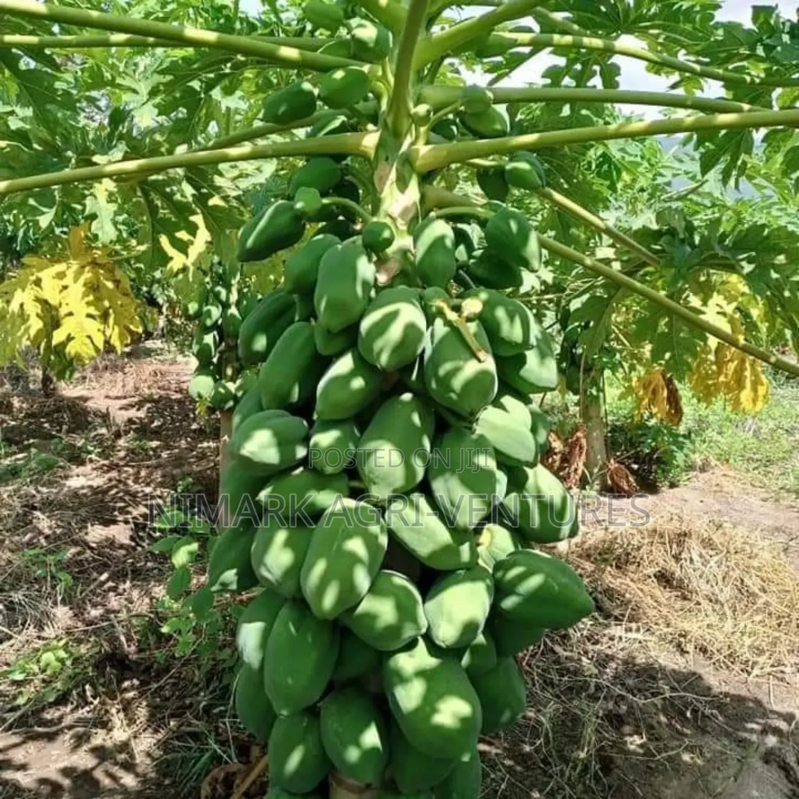 Pawpaw Seeds And Fruits - Dwarf