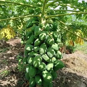 Pawpaw Seeds And Fruits - Dwarf