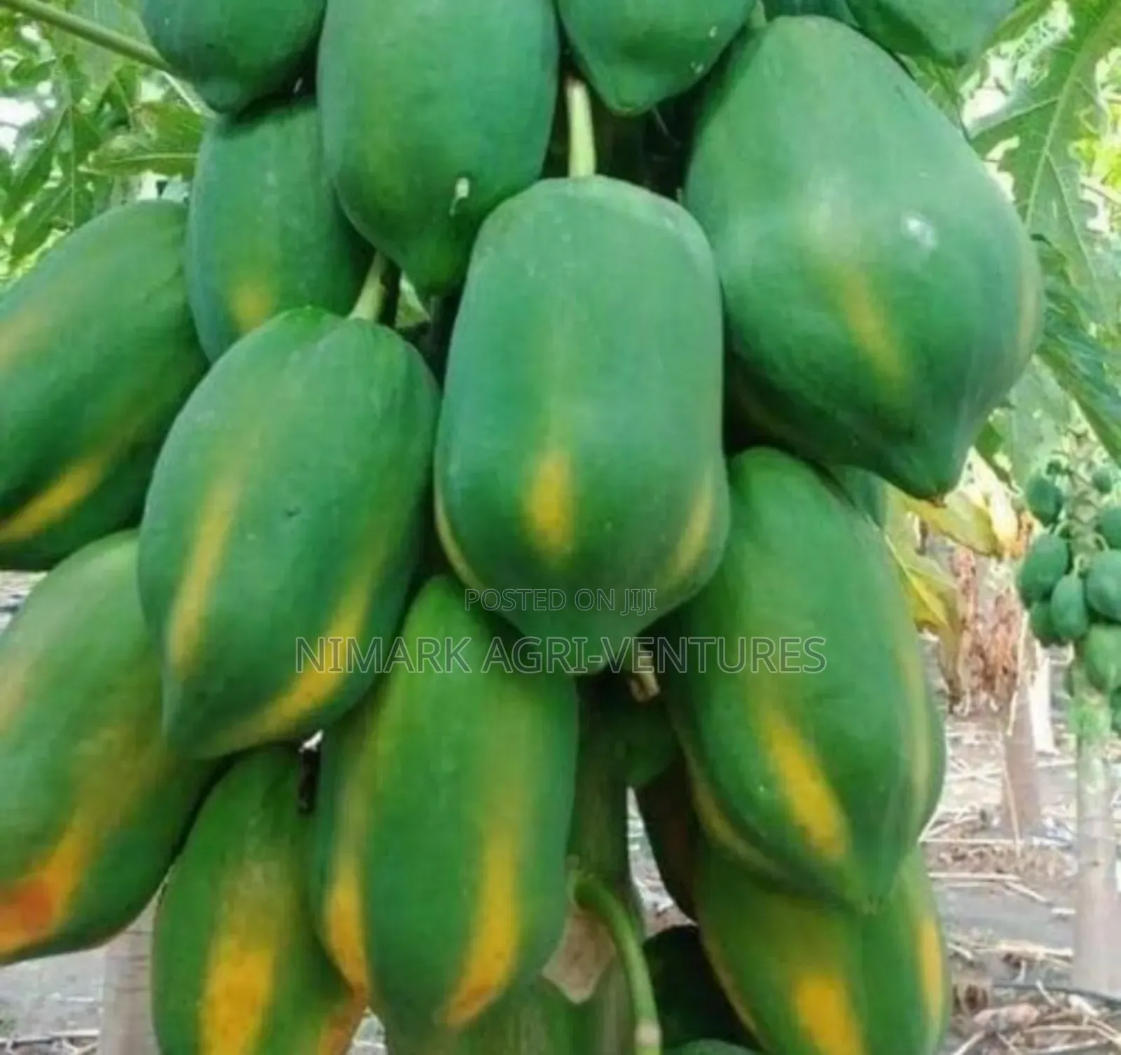Pawpaw Seeds And Fruits - Dwarf