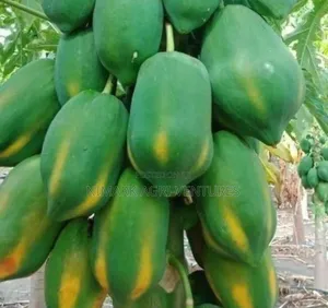 Pawpaw Seeds And Fruits - Dwarf