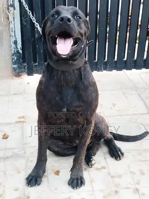 1+ year Male Purebred Boerboel