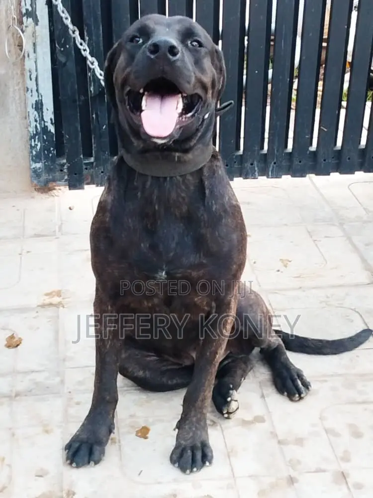 1+ year Male Purebred Boerboel