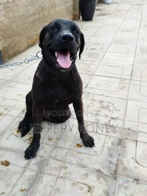 1+ year Male Purebred Boerboel