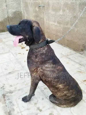 1+ year Male Purebred Boerboel