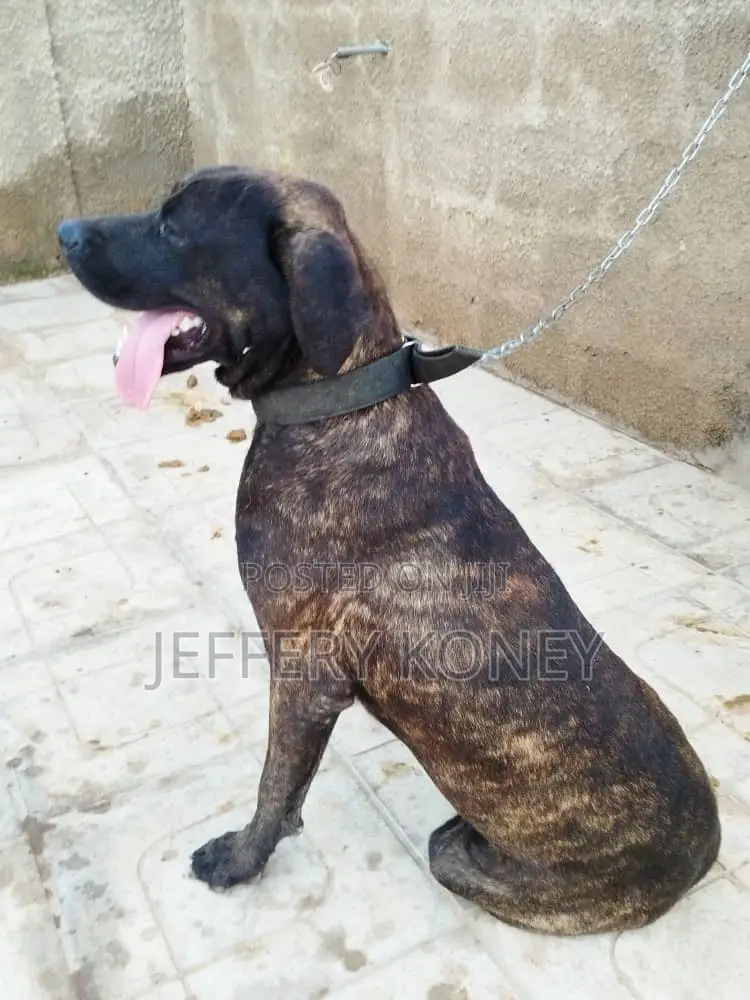 1+ year Male Purebred Boerboel