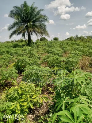 60 Acres Of Farm Land For Sale On The Mountain