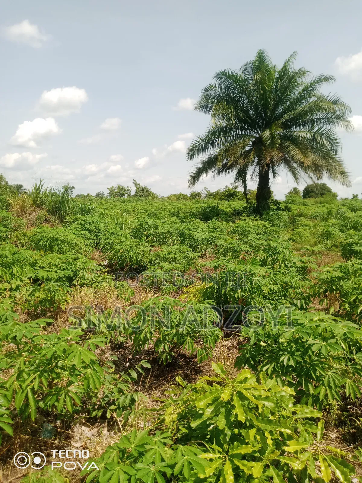 60 Acres Of Farm Land For Sale On The Mountain