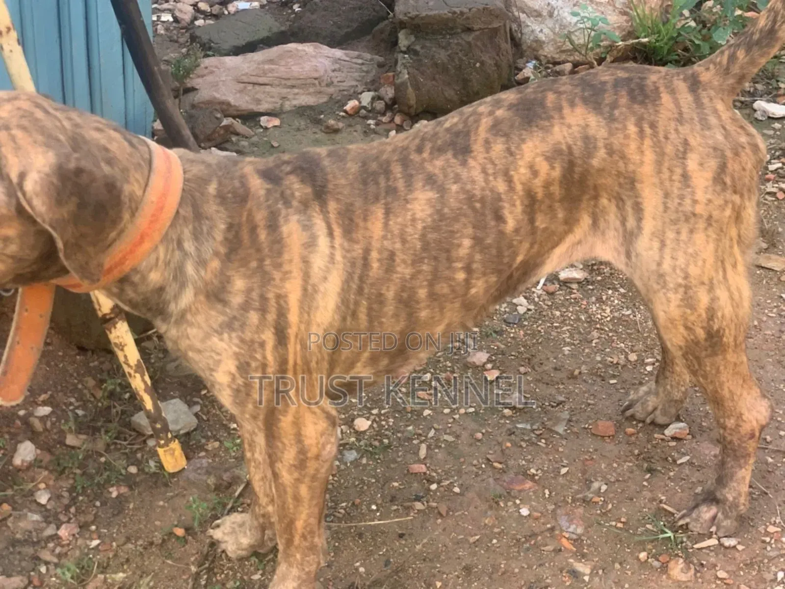 6-12 months Female Purebred Boerboel