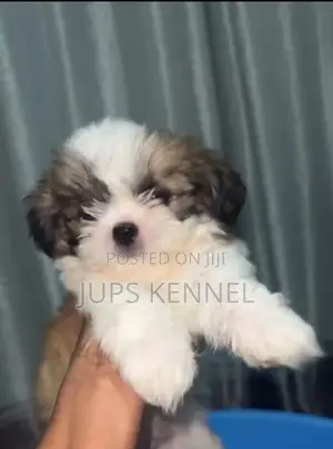 1-3 months Female Purebred Shih Tzu
