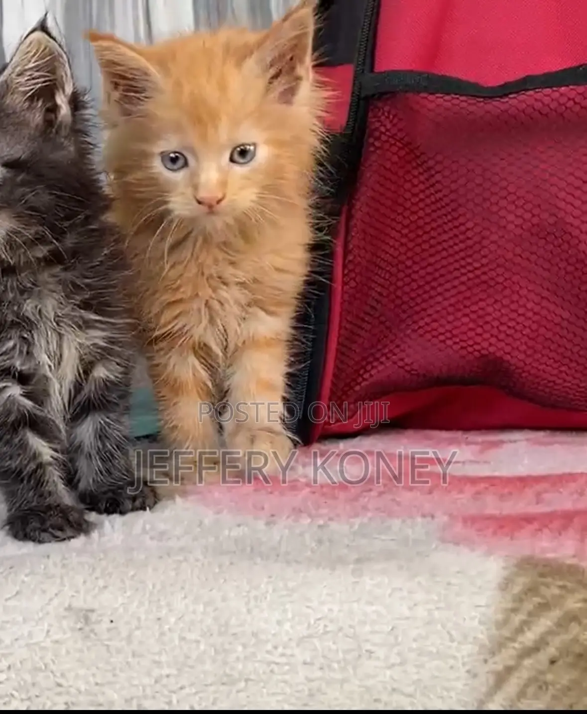 1-3 months Male Purebred Maine Coon