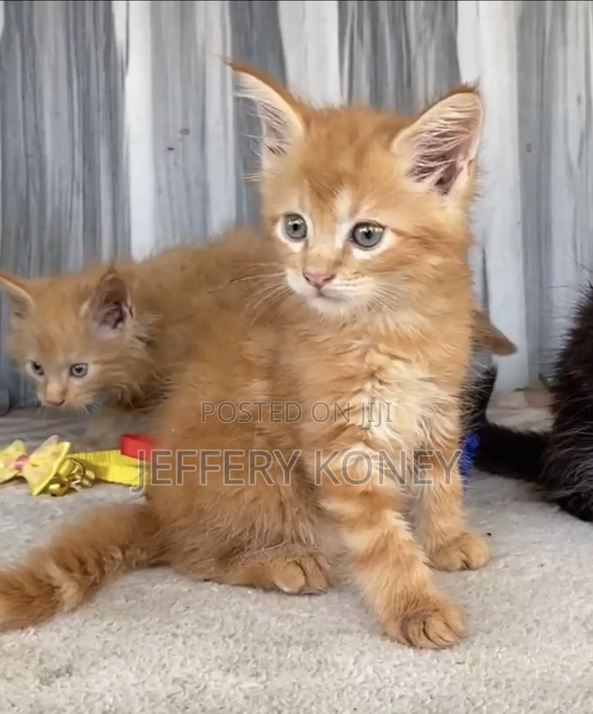 1-3 months Male Purebred Maine Coon