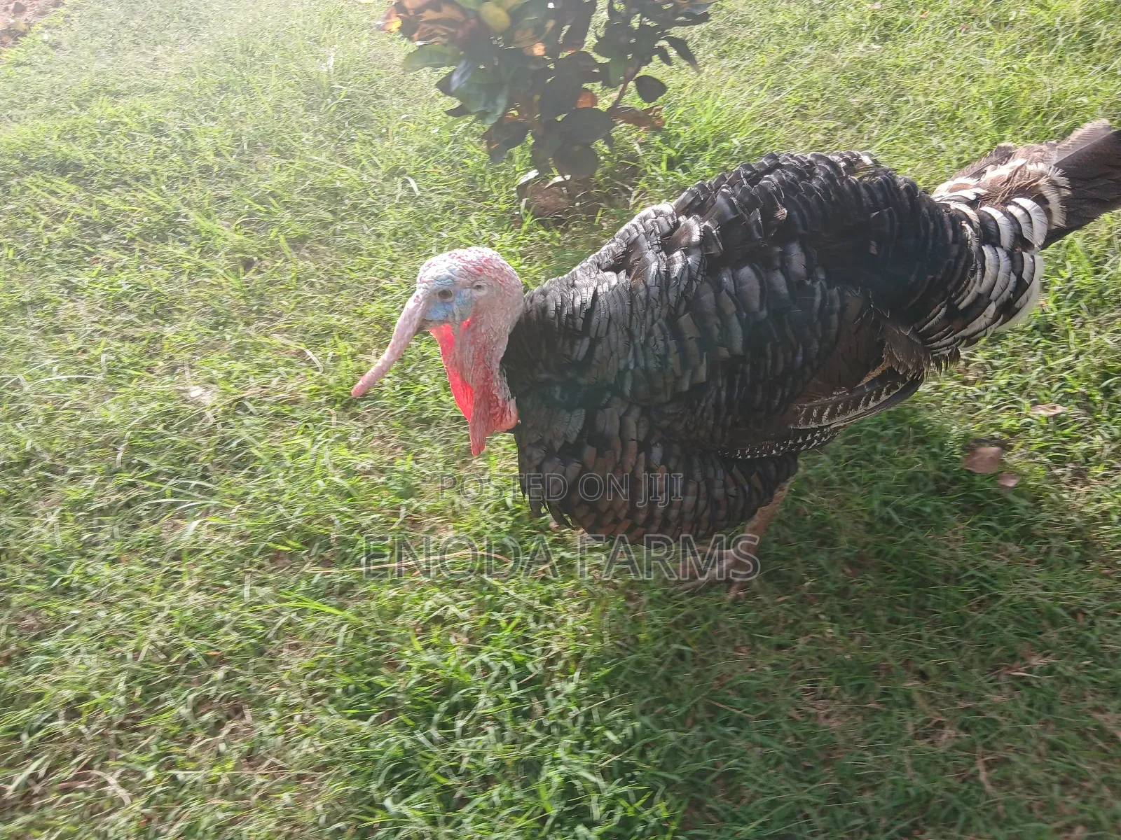 Hybrid Male Turkeys for Sale