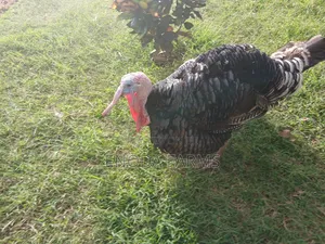 Hybrid Male Turkeys for Sale