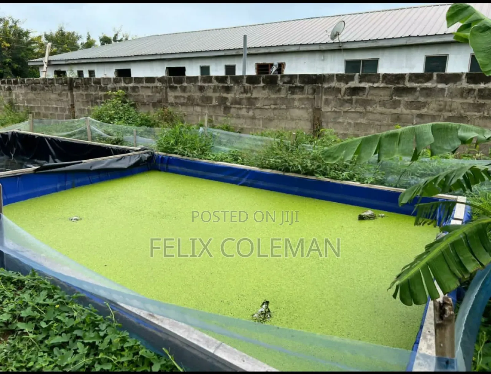 Azolla for Sale