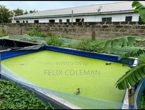 Duckweed Azolla For Sale