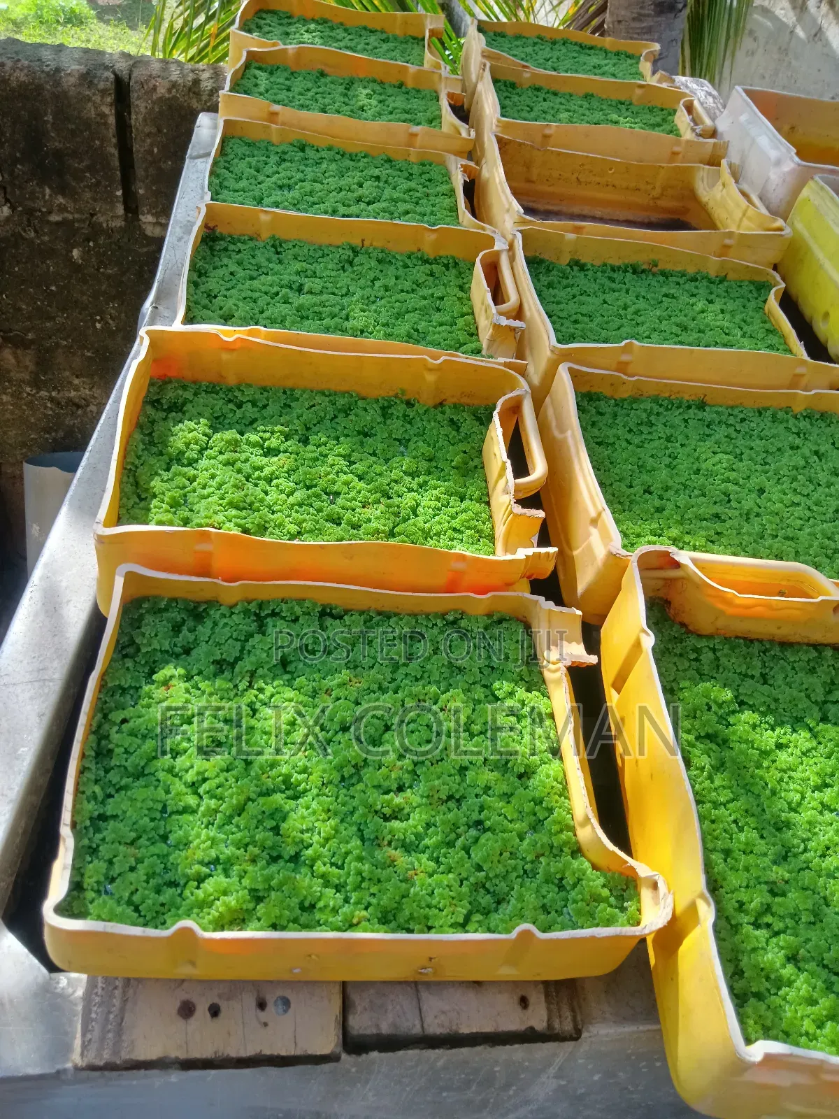Azolla for Sale