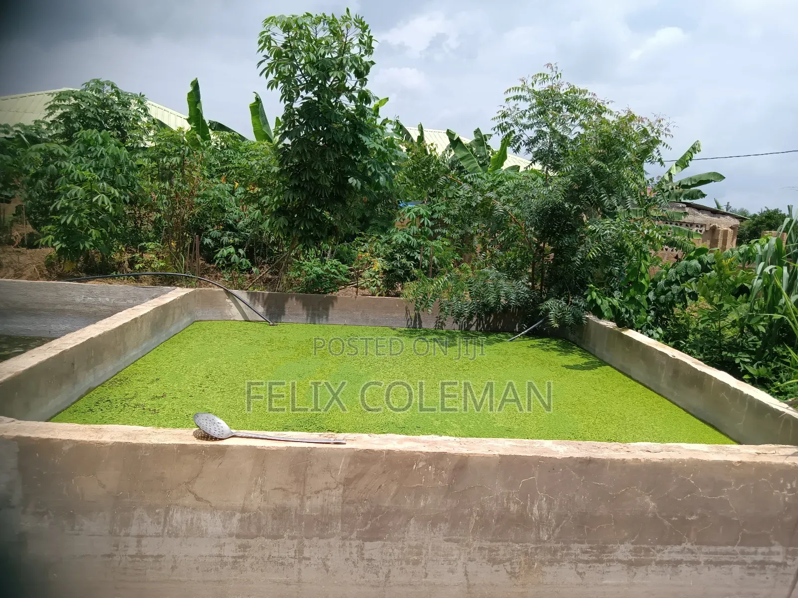 Azolla for Sale