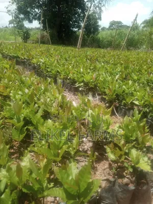 High Quality Hybrid Cashew Seedlings for Ur Farms.