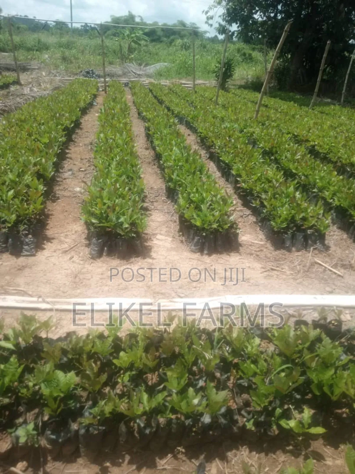 High Quality Hybrid Cashew Seedlings for Ur Farms.