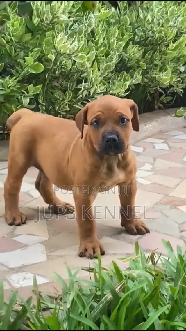 1-3 months Female Purebred Boerboel