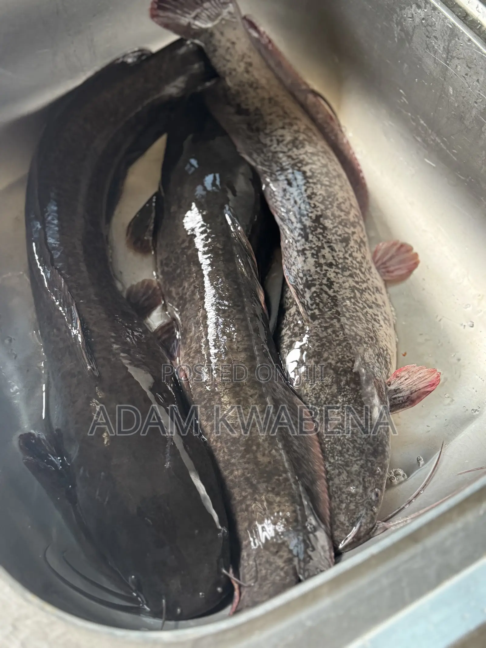 Big Size Catfish