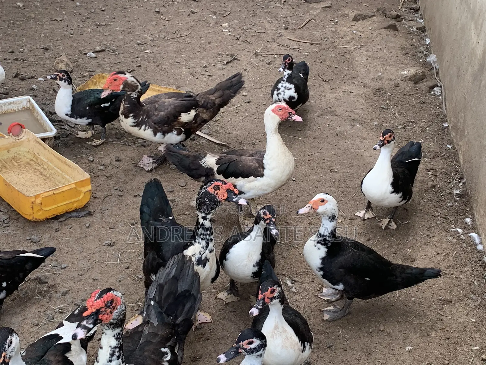 Ducks for Sale