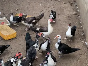 Ducks for Sale