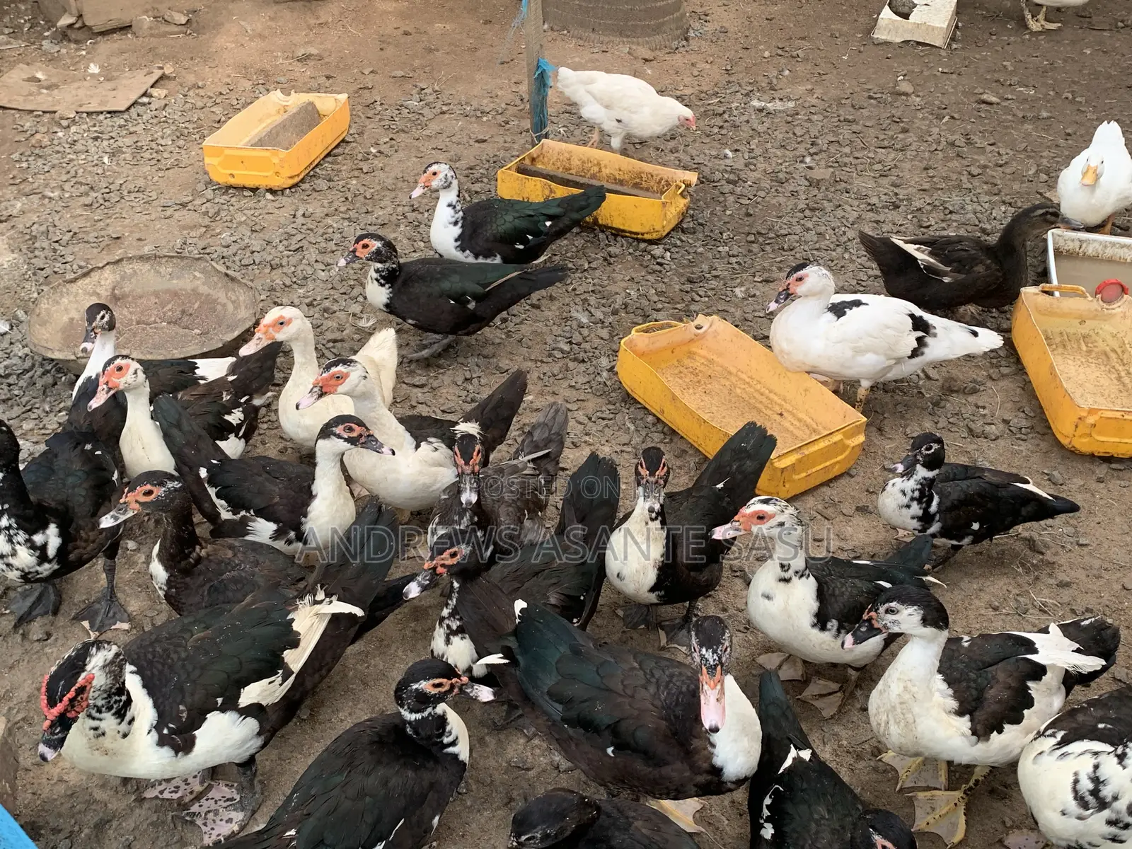 Ducks for Sale