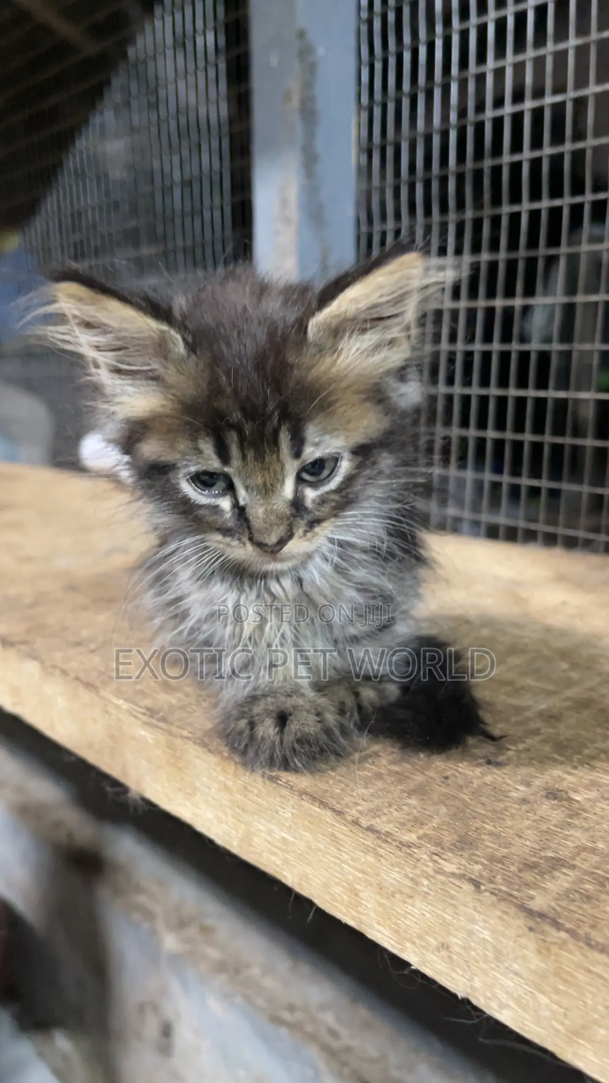0-1 month Female Purebred Maine Coon