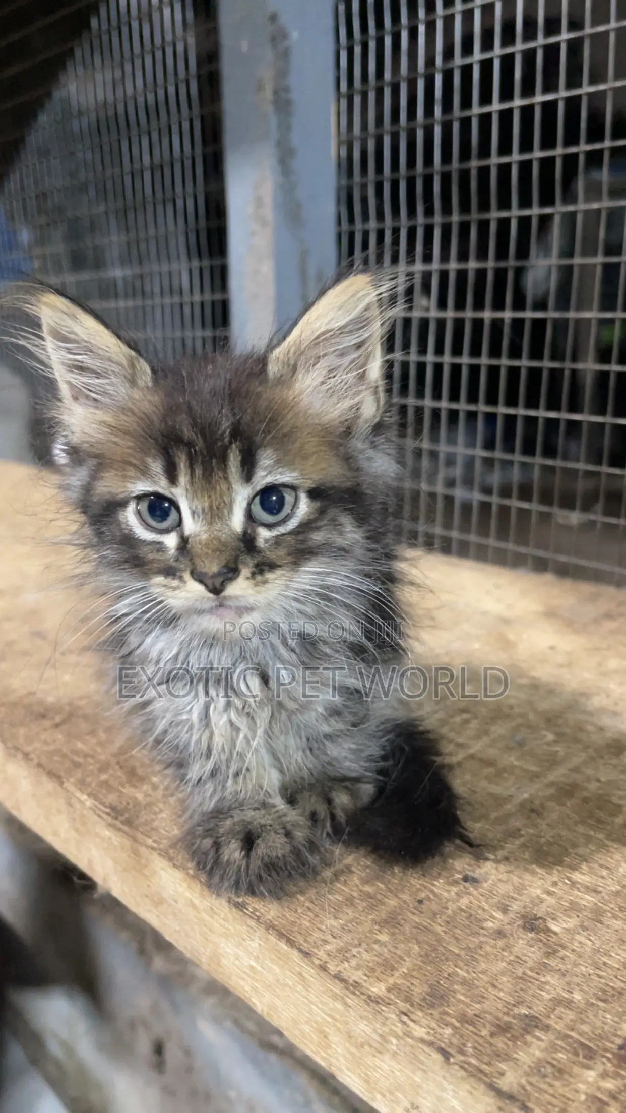 0-1 month Female Purebred Maine Coon