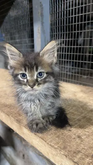 0-1 month Female Purebred Maine Coon