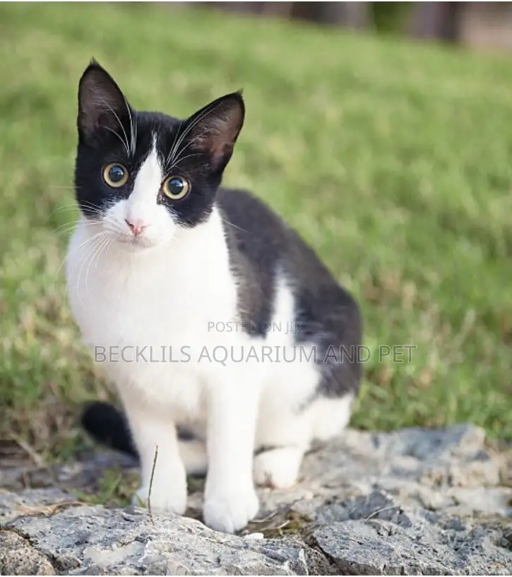 1-3 months Male Mixed Breed Cat
