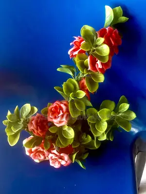 Aquarium Rose Plant