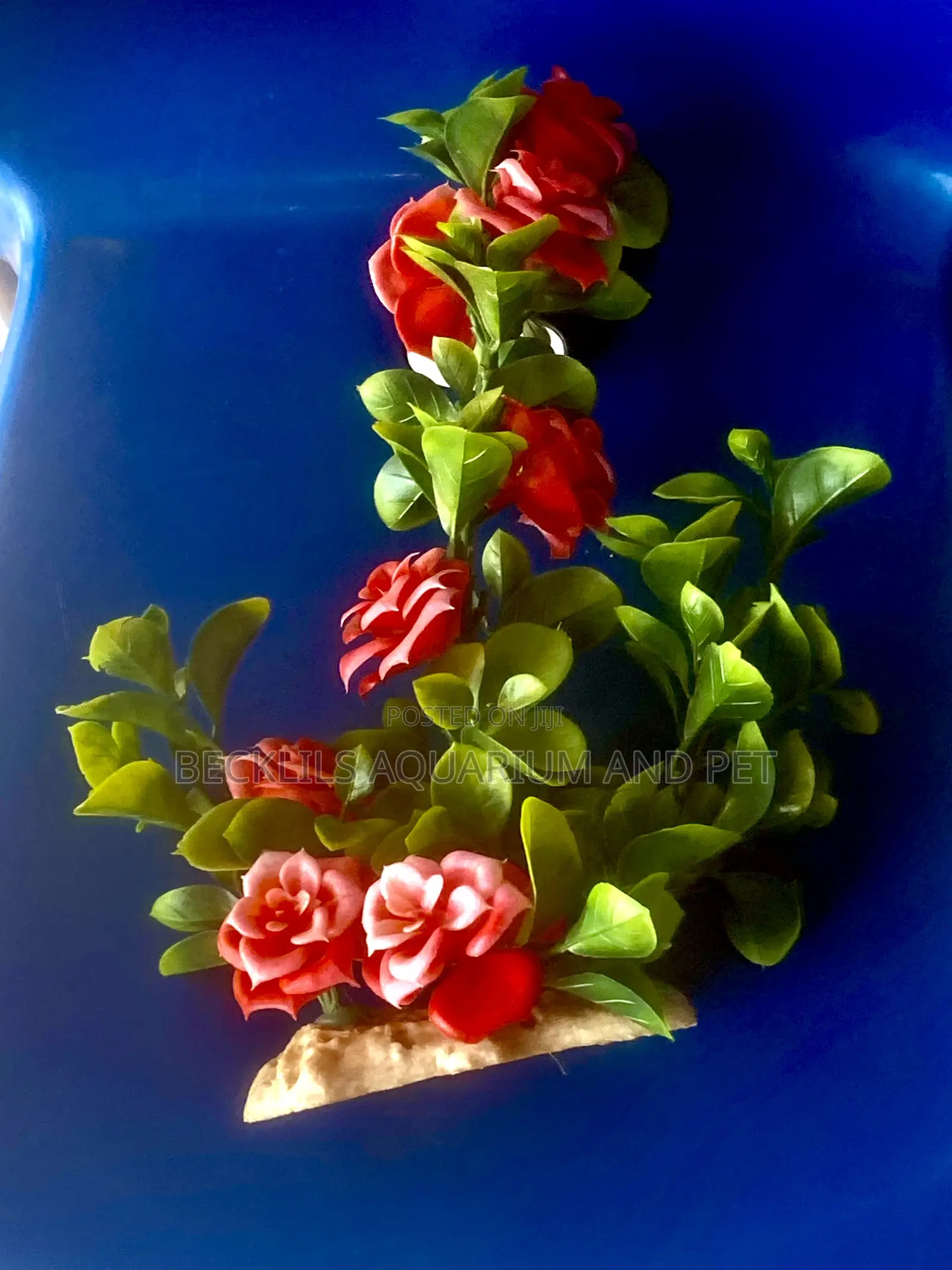 Aquarium Rose Plant
