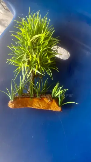 Green Aquarium Plant