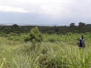 3 Plot for Sale at Akosobo