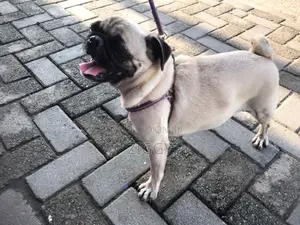 Photo - 1+ year Female Purebred Pug