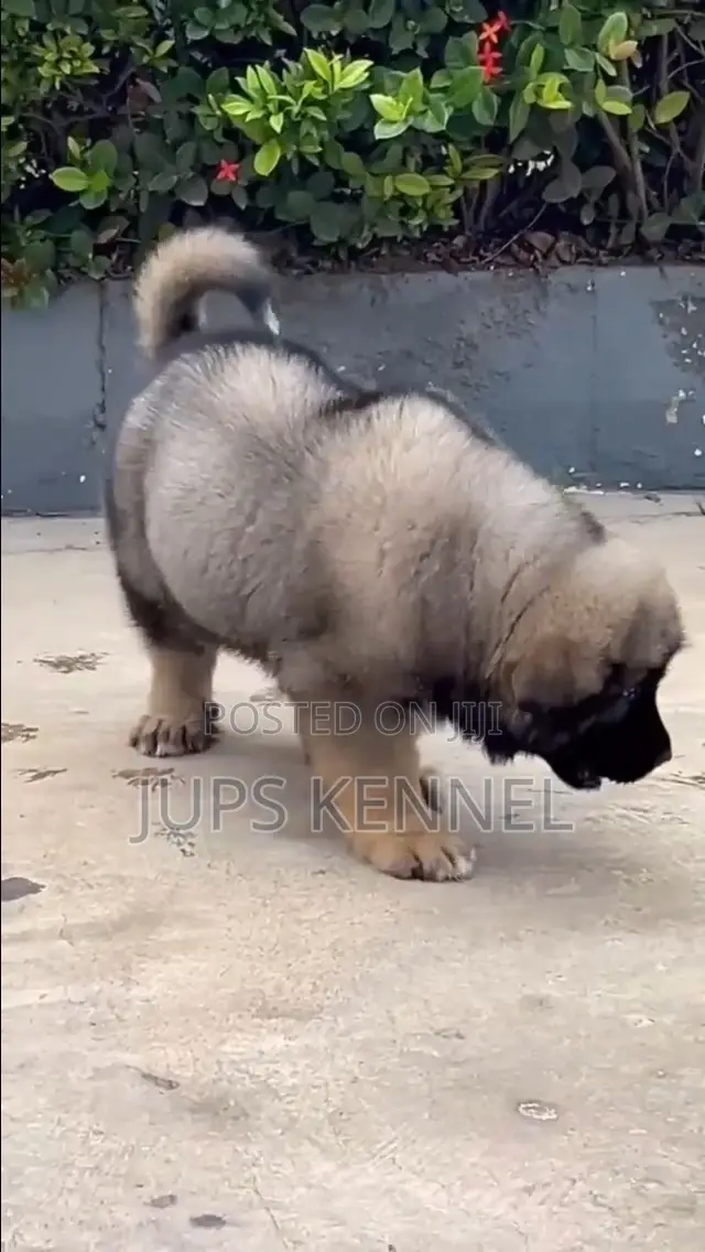 1-3 months Female Purebred Caucasian Shepherd