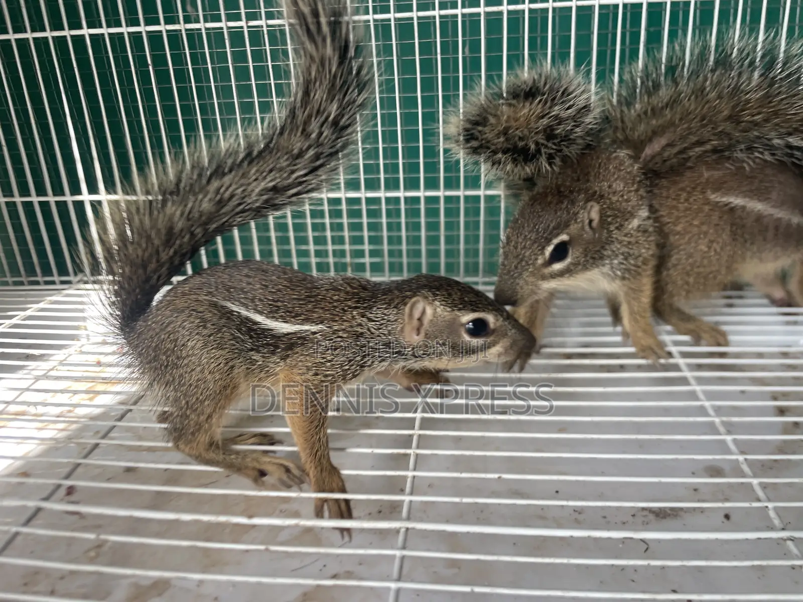 Ground Squirrel