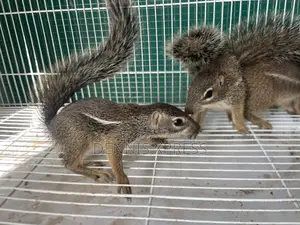 Ground Squirrel