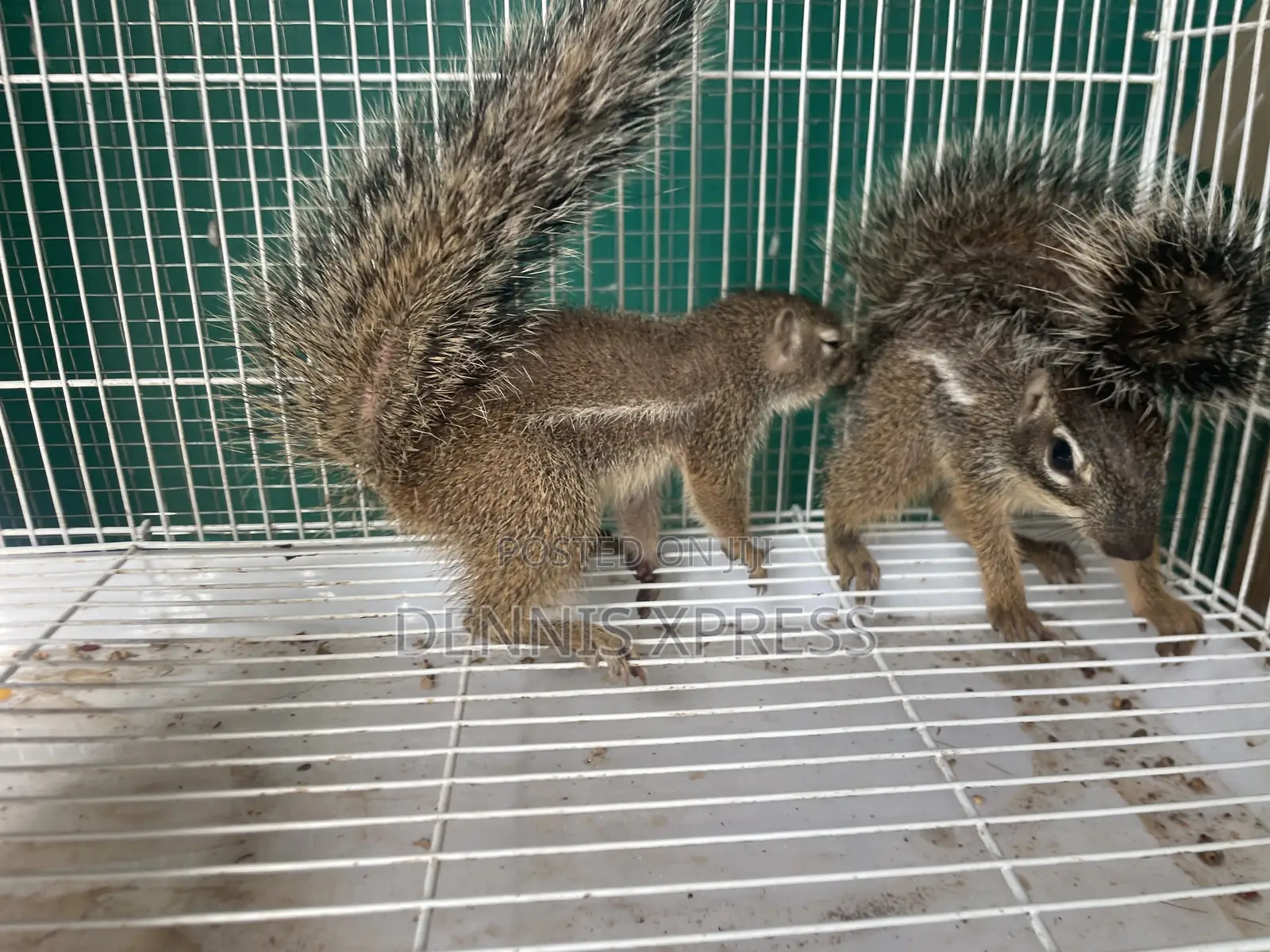 Ground Squirrel