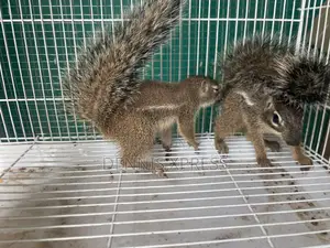 Ground Squirrel