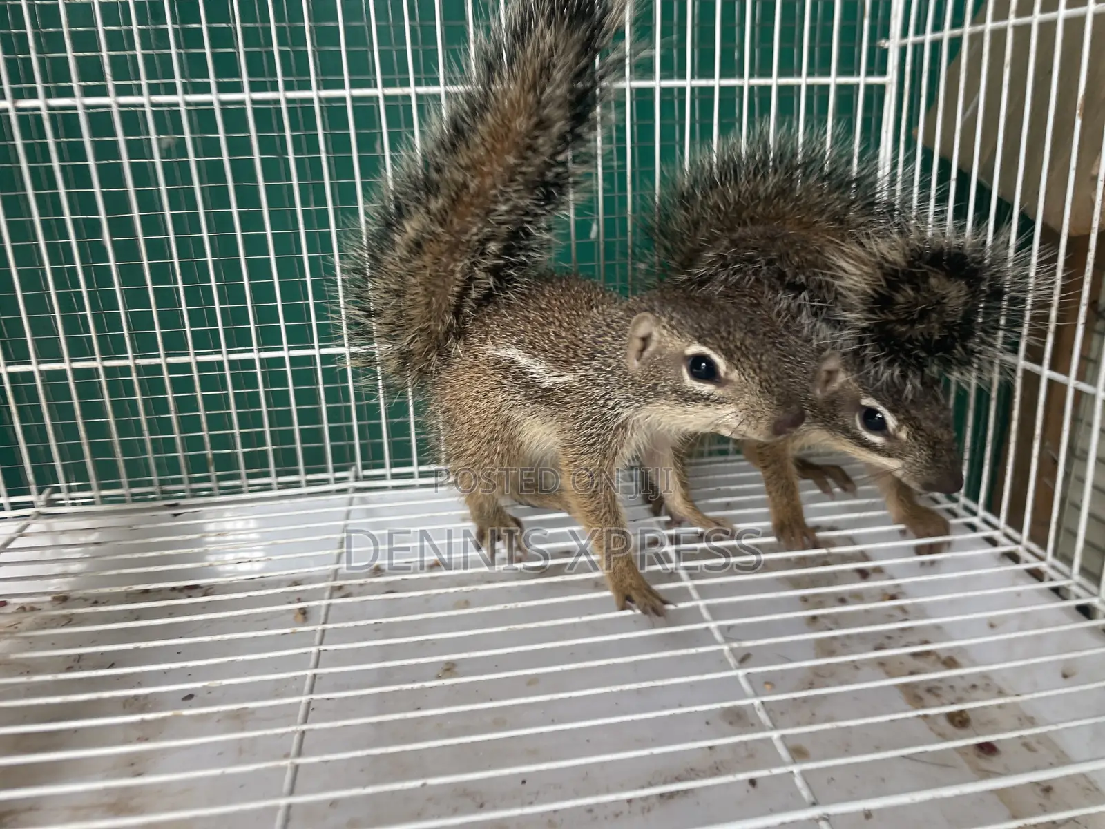 Ground Squirrel